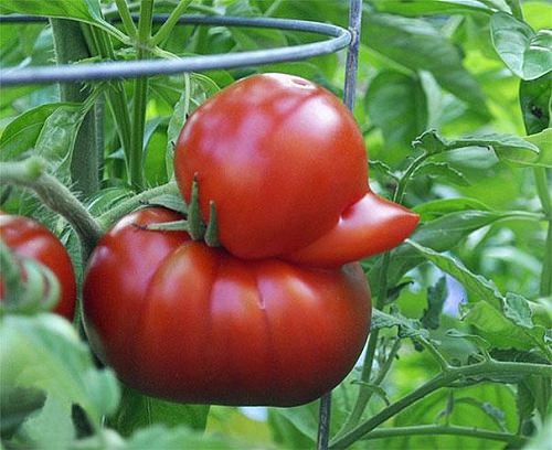Pomidorowa kaczka