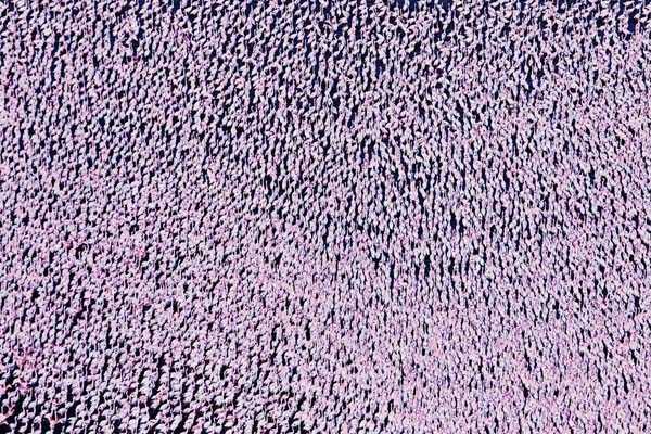 ogromna kolonia flamingów