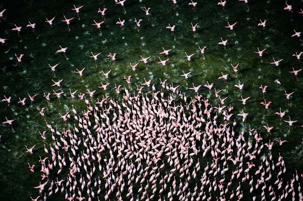 ogormna kolonia flamingów
