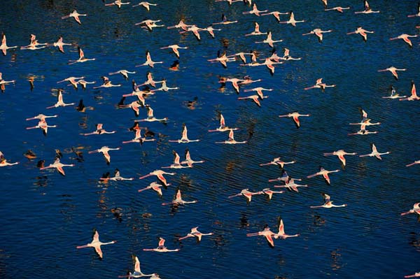 ogromna kolonia flamingów