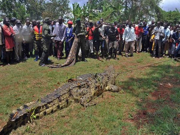 Ogromny krokodyl złapany w Ugandzie