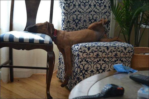 Co robią psy gdy są same - śmieszne zdjęcia