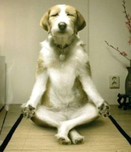 funny-yoga-dog