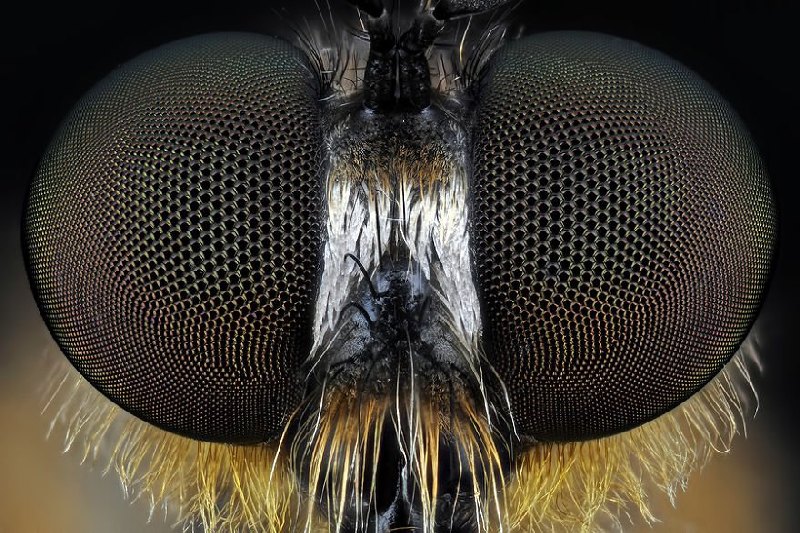 Makro zdjęcia owadów i robaków