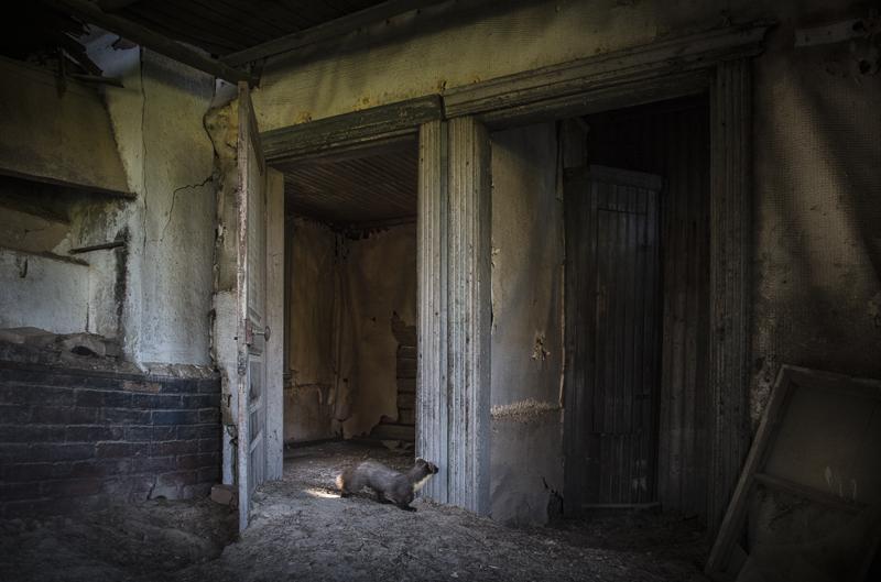 Opuszczony dom przejęty przez zwierzęta