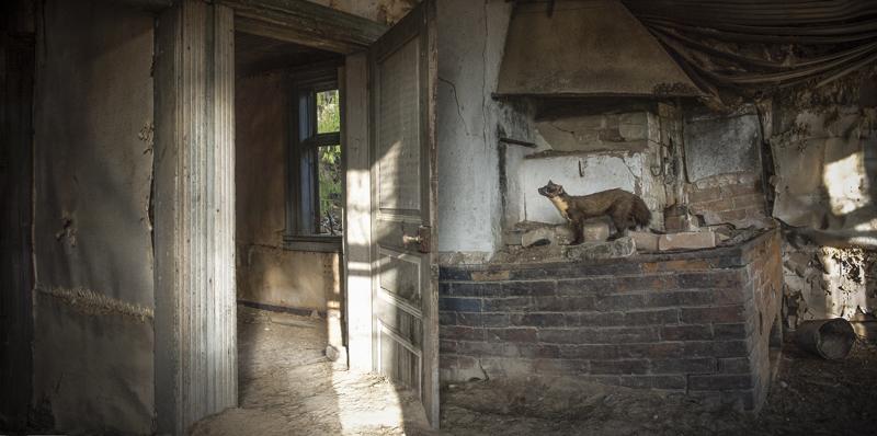 Opuszczony dom przejęty przez zwierzęta