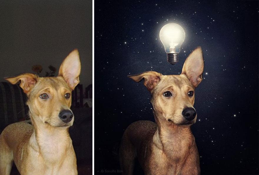 surrealistyczne fotografie psów