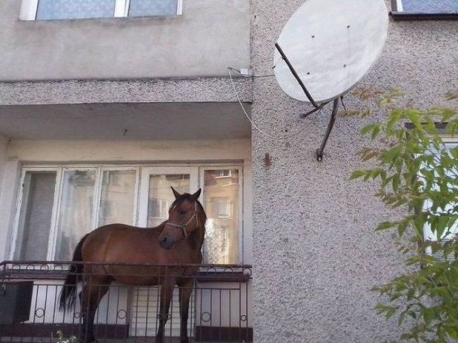 Balkoń - koń na balkonie