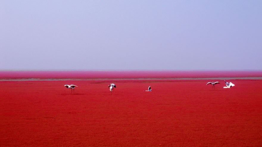 Czerwona Plaża Panjin Chiny