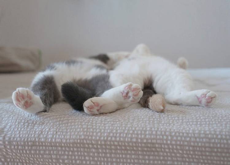 śpiące koty