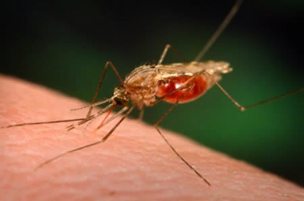 brazylijski reasercher mosquito