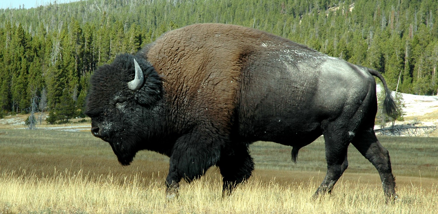 najgorniejsze zwierzeta buffalo -  zubr