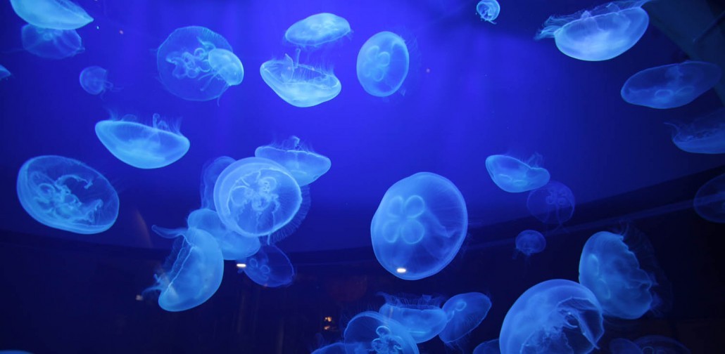 Jellyfishes swim in an aquarium of the Monaco oceanographic museum