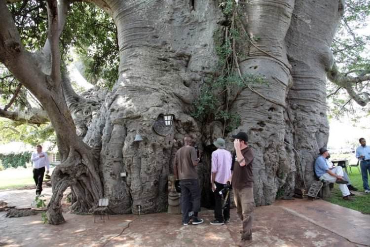 sunland-baobab-bar-w-drzewie-3