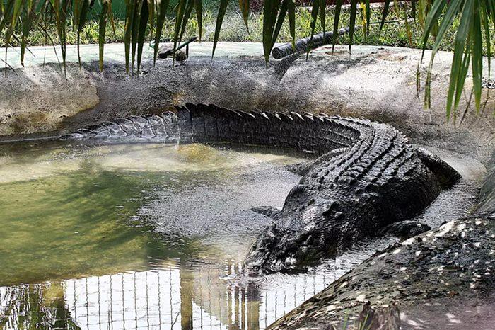 Lolong - największy na świecie krokodyl morski