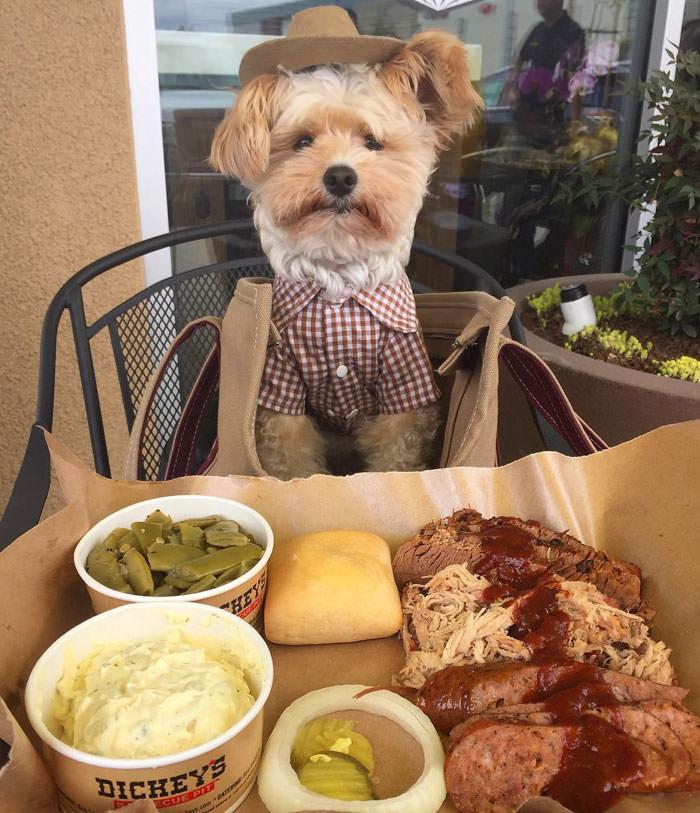 Popey the foodie Dog - najpopularniejszy pies na Instagramie