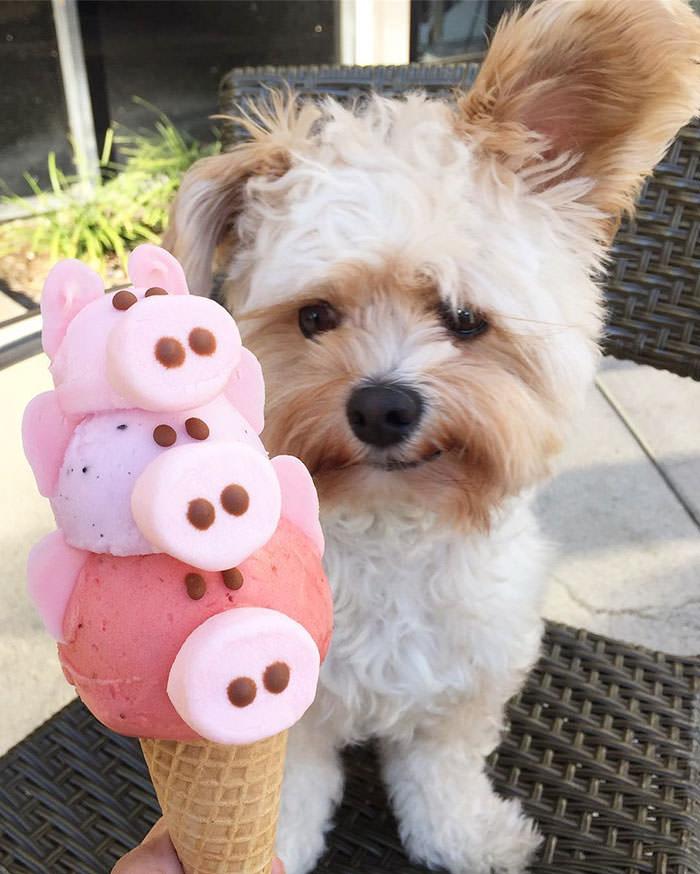 Popey the foodie Dog - najpopularniejszy pies na Instagramie