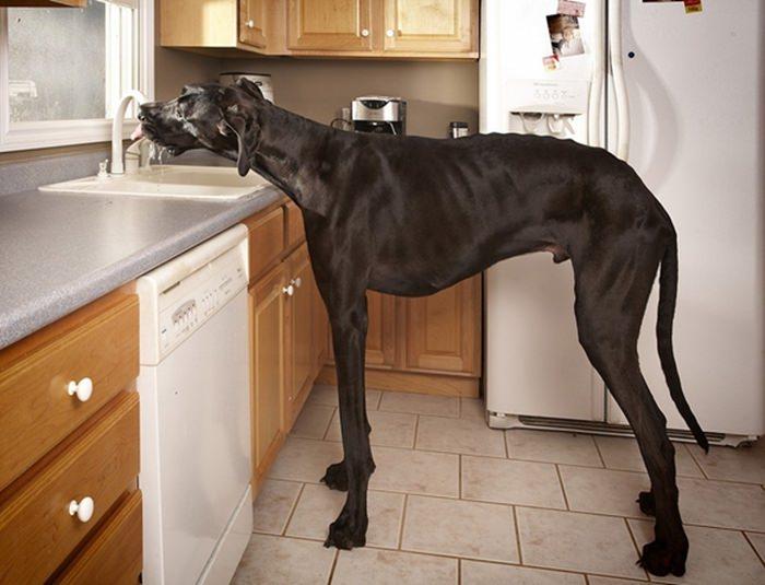 Zeus - najwyższy na świecie pies