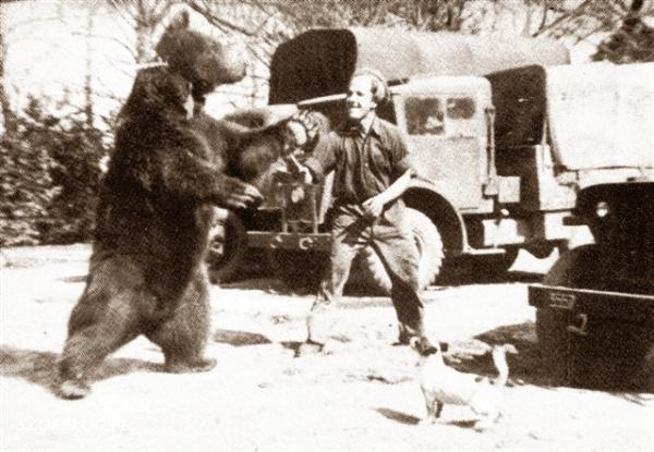 Niedźwiedź wojtek wojsko