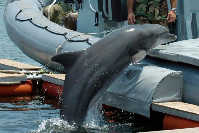 Wjsko delfiny USA.