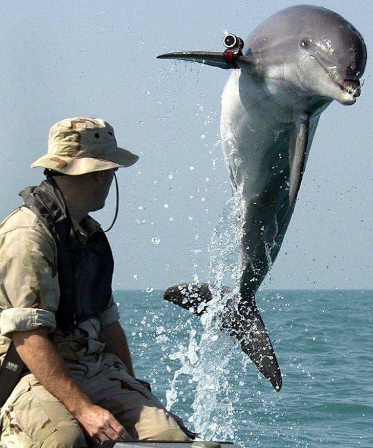 Żołnierze delfiny USA
