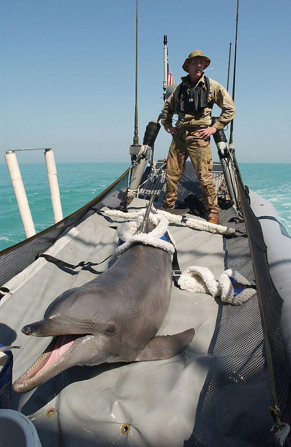 Żołnierze delfiny