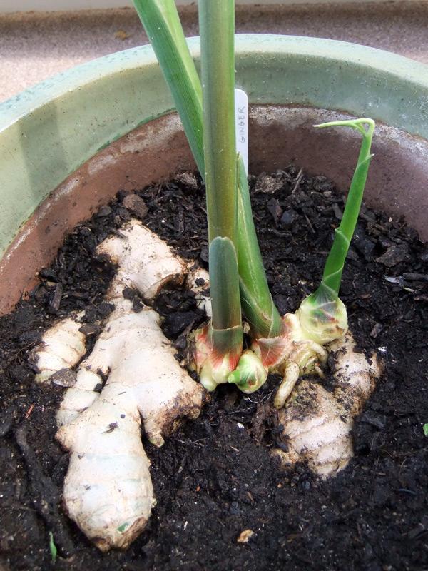 How-to-Grow-Ginger-and-Garlic-from-Stalk