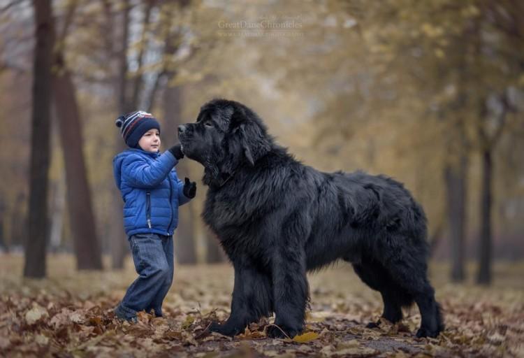 Małe dzieci i wielkie psy