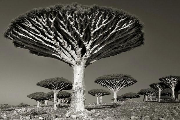 Beth Moon - zdjęcia najstarszych drzew świata
