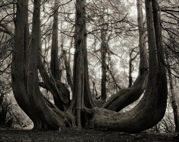 Beth Moon - zdjęcia najstarszych drzew świata