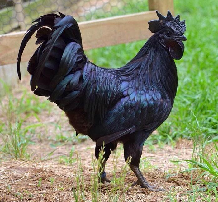 goth-black-chicken-ayam-cemani-21