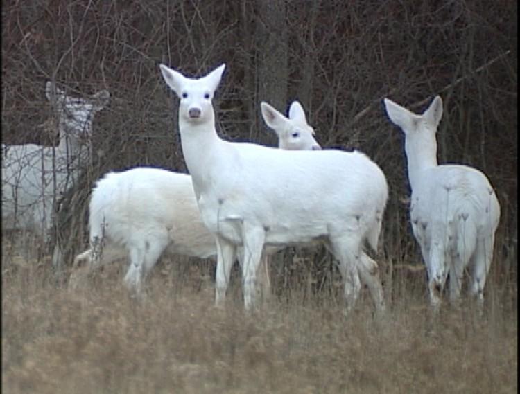 białe jelenie