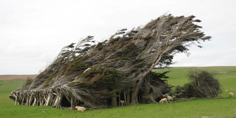 Niezwykłe drzewa - Slope Point Nowa Zelandia