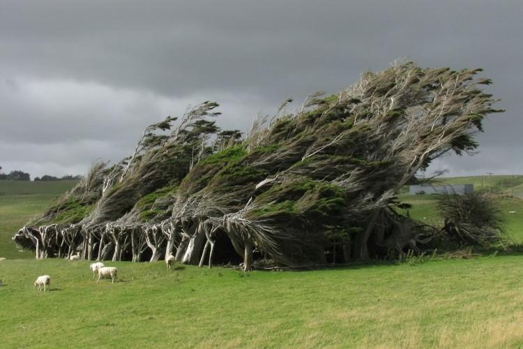 Niezwykłe drzewa - Slope Point Nowa Zelandia