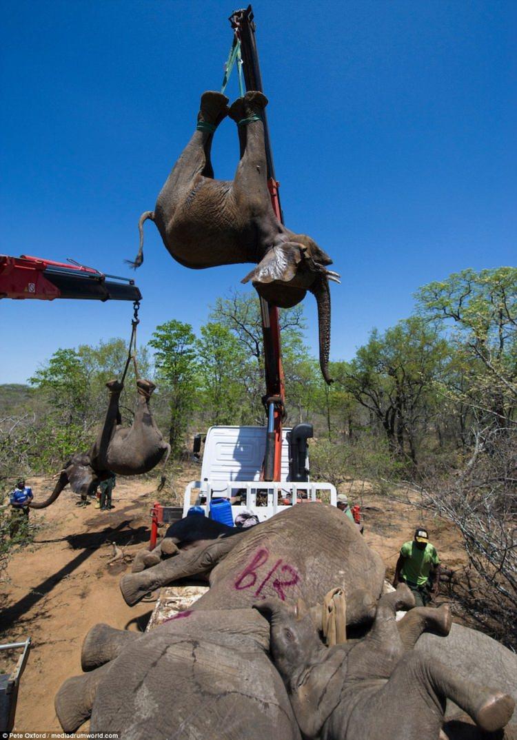 ratowanie słoni