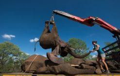 ratowanie słoni