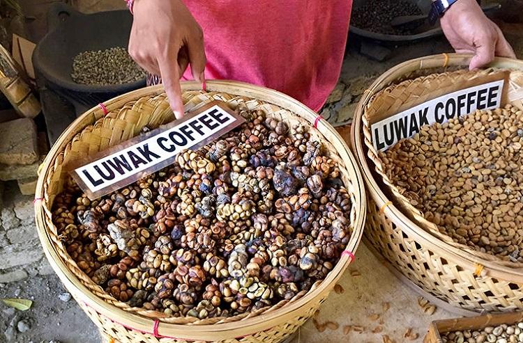 Kopi luwak - skąd wzięła się najdroższa kawa świata