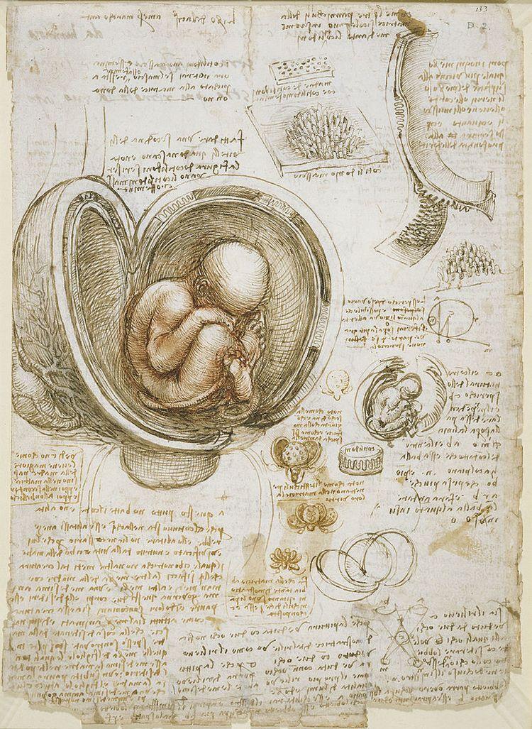 Studium embrionu w łonie matki, Leonardo da Vinci, około 1510-1513.