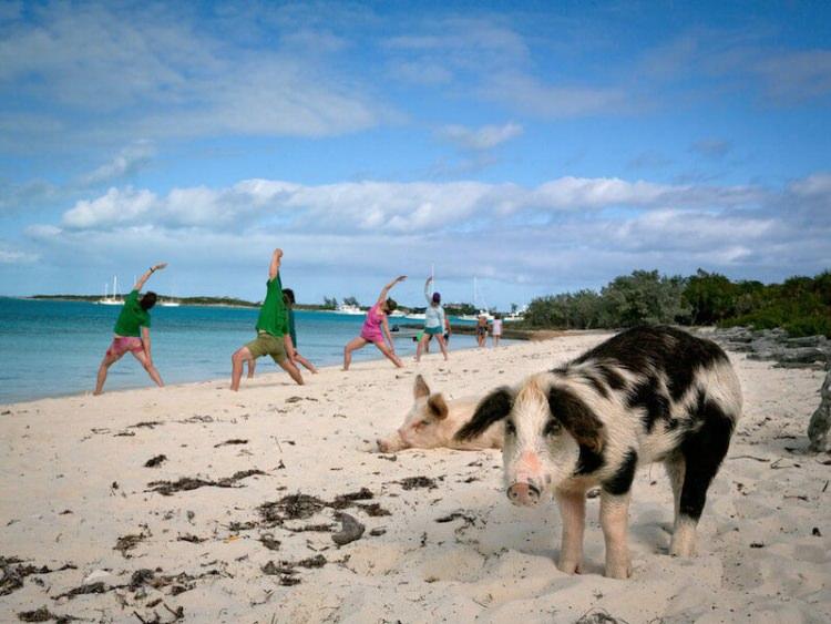Pig Island - plaża na Bahamach, na której mieszkają świnie