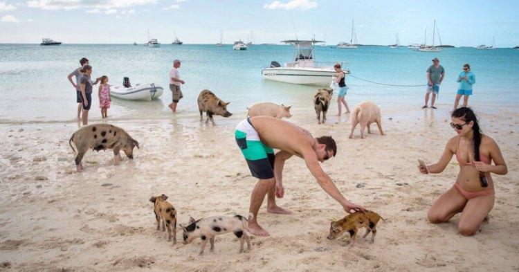 Pig Beach - plaża na Bahamach zamieszkana przez świnie