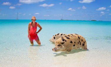 Pig Beach - plaża na Bahamach zamieszkana przez świnie