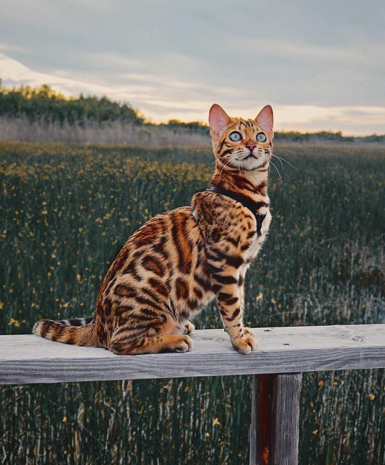 Suki - bengalski kot podróżnik, gwiazda Instagrama