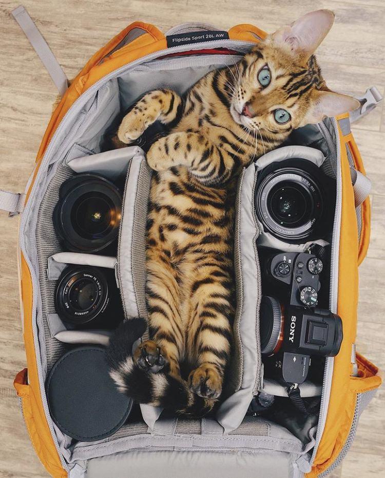 Suki - bengalski kot podróżnik, gwiazda Instagrama