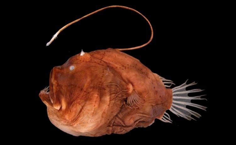 ryba melanocetus johnsonii