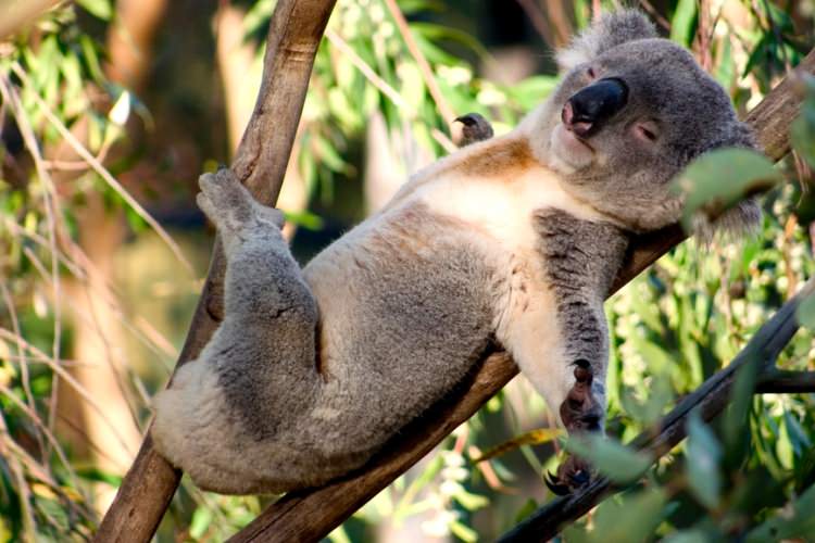 koala ciekawostki