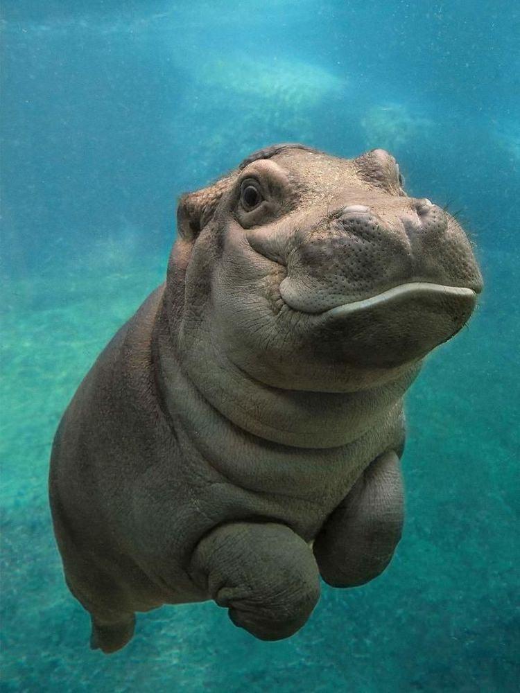 mały hipopotam ciekawostki