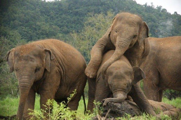 Ciekawostki o słoniach