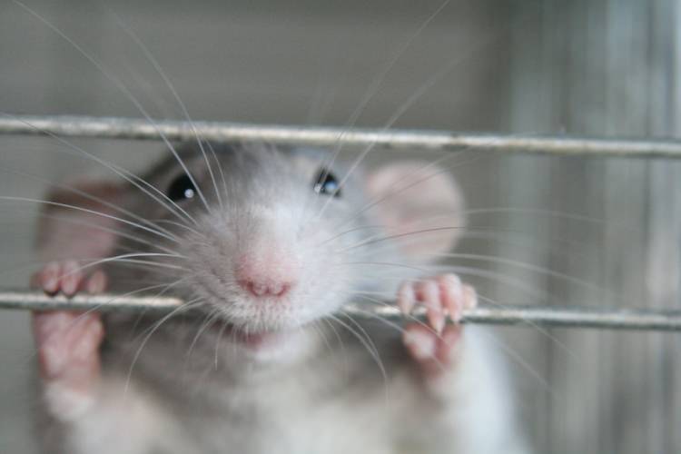 szczury - ciekawostki