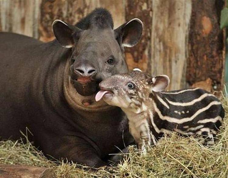 ciekawostki zwierzęta tapir