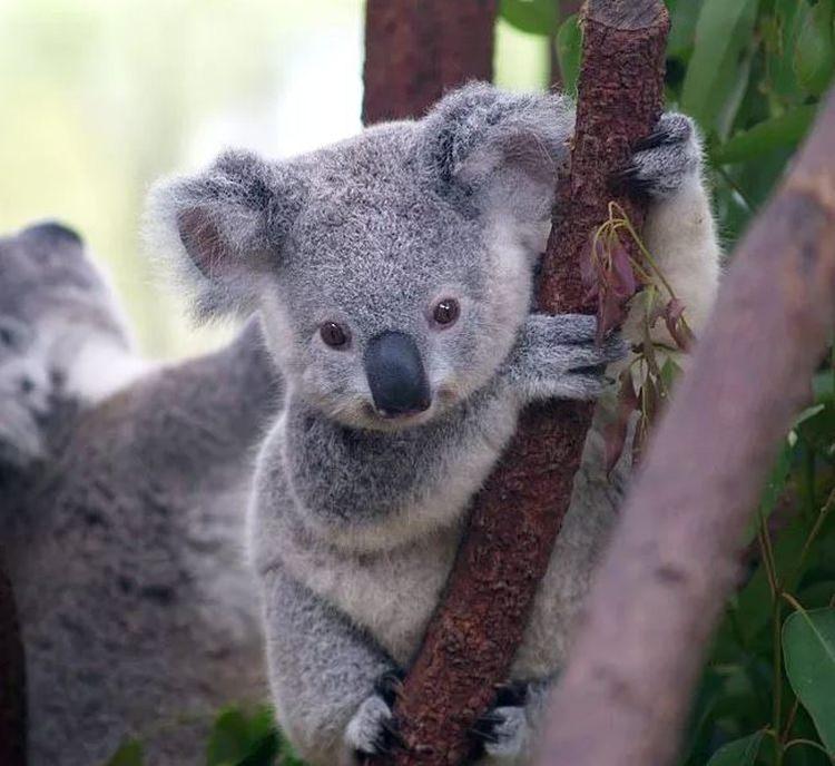 koala ciekawostki